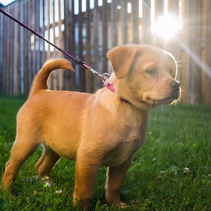 Fundraising Page: Mila Foster